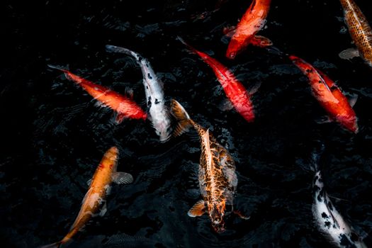Detail of colorful Koi Fishs or Koi Carp swimming inside the fish pond at sunny day, Japanese fish species, Many colorful patterns, Focus and blur.
