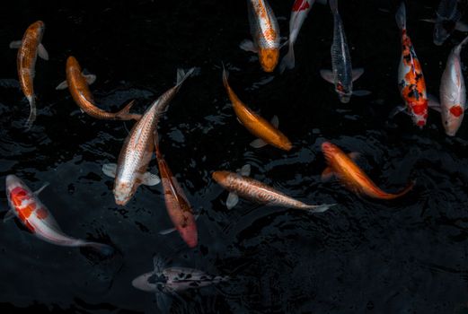 Detail of colorful Koi Fishs or Koi Carp swimming inside the fish pond at sunny day, Japanese fish species, Many colorful patterns, No focus, specifically.