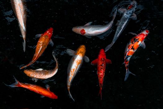 Detail of colorful Koi Fishs or Koi Carp swimming inside the fish pond at sunny day, Japanese fish species, Many colorful patterns, No focus, specifically.