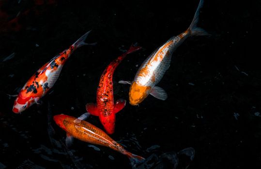 Detail of colorful Koi Fishs or Koi Carp swimming inside the fish pond at sunny day, Japanese fish species, Many colorful patterns, No focus, specifically.