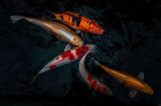 Detail of colorful Koi Fishs or Koi Carp swimming inside the fish pond at sunny day, Japanese fish species, Many colorful patterns, No focus, specifically.