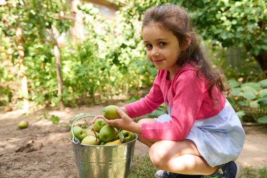 Lovely child girl, wearing blue summer dress and pink bolero, stacking fresh ripe organic pears in a metal bucket in the eco field or orchard in autumn harvest time, cutely smiling looking at camera.