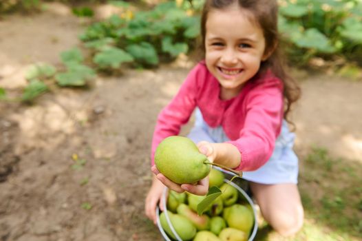 Selective focus on a ripe green pear in the hand of a blurred smiling child girl, holding out the fresh crop at camera while harvesting organic fruits in an orchard. Eco farming. Agriculture concept