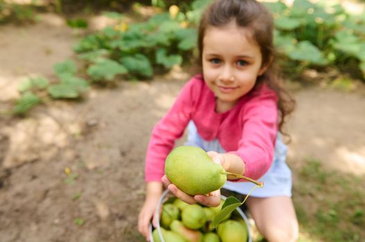 Closeup ripe organic fresh harvested pear in the hand of blurred lovely child girl, sitting near a metal bucket full of organic harvest of pears in an eco field or orchard during autumn harvest seas