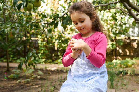Beautiful Caucasian lovely little child girl, wearing a pink knitted bolero and blue summer dress, holding a fresh ripe organic pear in an eco orchard. Autumn harvest season. August september. Ukraine