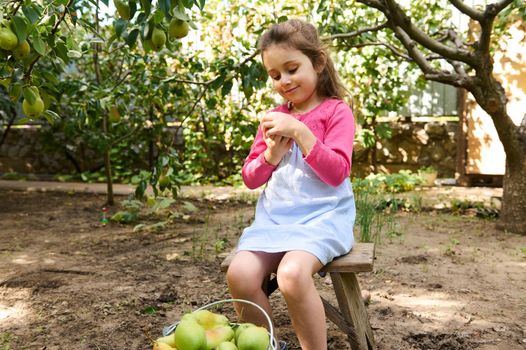 Adorable Caucasian little child girl, wearing a stylish blue dress and pink bolero, holding a fresh pear while harvesting crop in an ecological orchard, on a beautiful warm autumn season. Eco farming