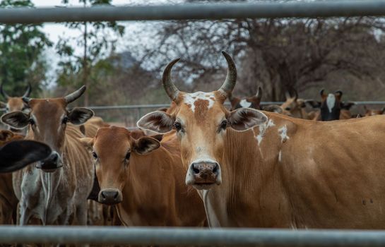 Brown horned cows of native species in the cattlepen at farm. Cows farm for food Native cattle farms of rural Thai people. Selective focus.