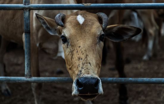 Close up of Brown horned cow of native species in the cattlepen at farm. Cow farm for food Native cattle farms of rural Thai people. No focus, specifically.