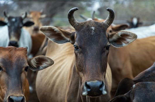 Brown horned cows of native species in the cattlepen at farm. Cows farm for food Native cattle farms of rural Thai people. Selective focus.