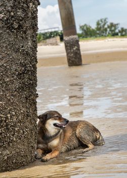 A dog lying on the beach under the leaning pillars of the old pier for hiding from the sun on a hot summer day. Selective focus.