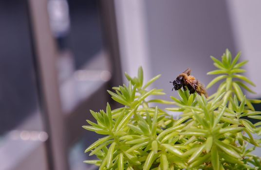 Close-up of A bee perched on top of green tree in pot. sedum rupestre tree, Selective focus.