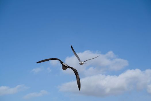 Two seagulls are flying against the blue sky.