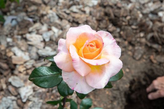 beautiful big creamy pink rose behind in the garden close-up flower portrait. High quality photo