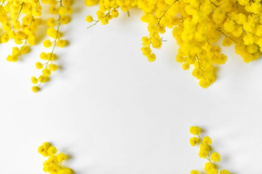 Spring mimosa on a white background Top view