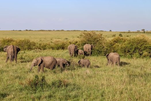 Wild elephants in the bushveld of Africa on a sunny day