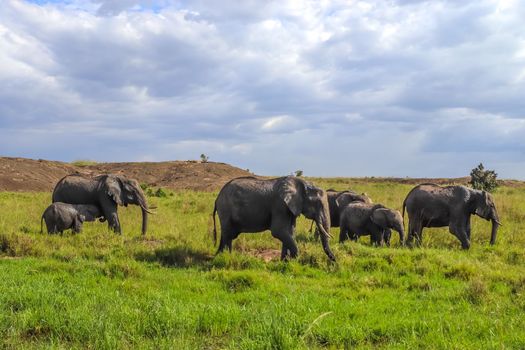 Wild elephants in the bushveld of Africa on a sunny day