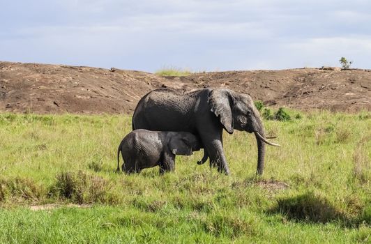 Wild elephants in the bushveld of Africa on a sunny day