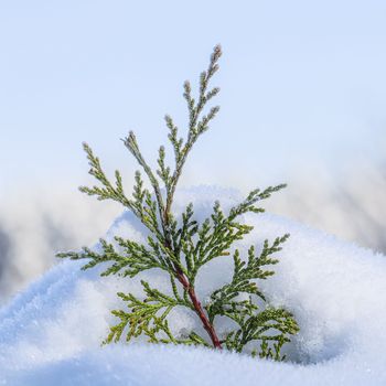 A small frozen thuja branch in the snow. Natural winter and Christmas background. Backdrop in white blue tones