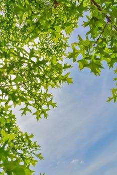 Sun shining through green leaves on blue sky background.