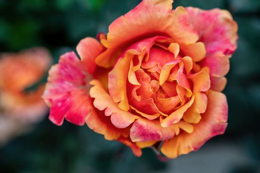 Beautiful Rose and Rosebuds in Rose Garden, Close Up, Selective Focus