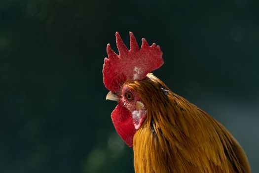 close-up of a red-feathered rooster in a sunlit hen house