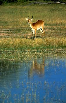 Lechwe (Kobus leche), Moremi Wildlife Reserve, Ngamiland, Botswana, Africa