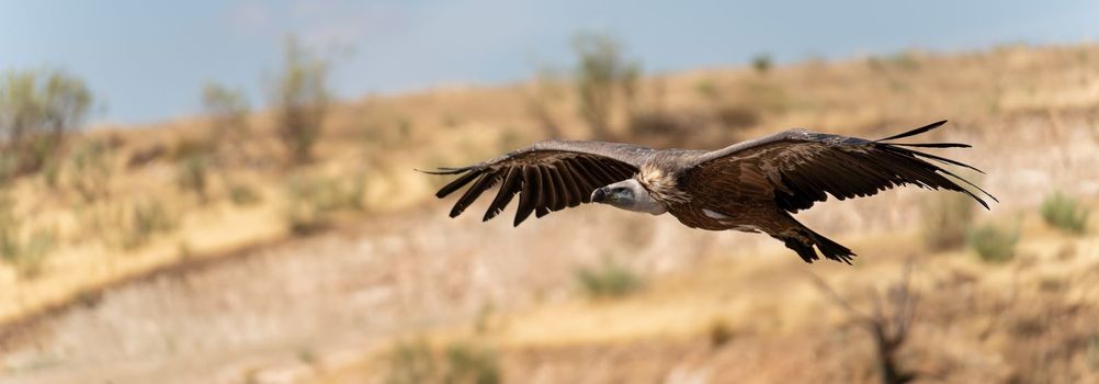 Profile view panorama of vulture gliding