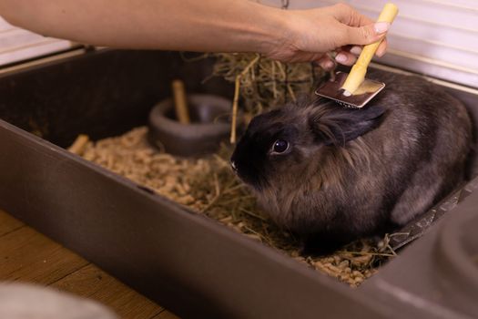 Black little rabbit is shedding. Girl combs his fur with special comb. Care of pets