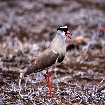 Crowned Plover, (Vanellus coronatus), Kruger National Park, Mpumalanga, South Africa, Africa