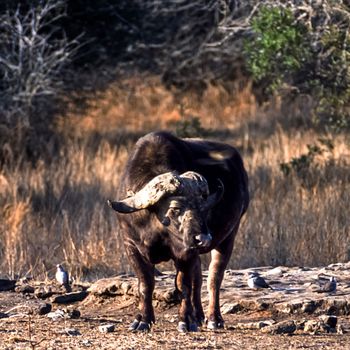 Buffalo, (Syncerus caffer), Kruger National Park, Mpumalanga, South Africa, Africa