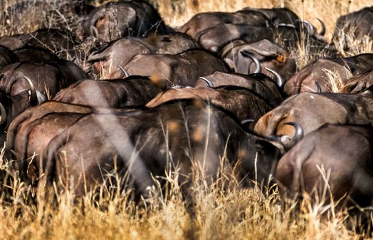 Buffalo, (Syncerus caffer), Kruger National Park, Mpumalanga, South Africa, Africa