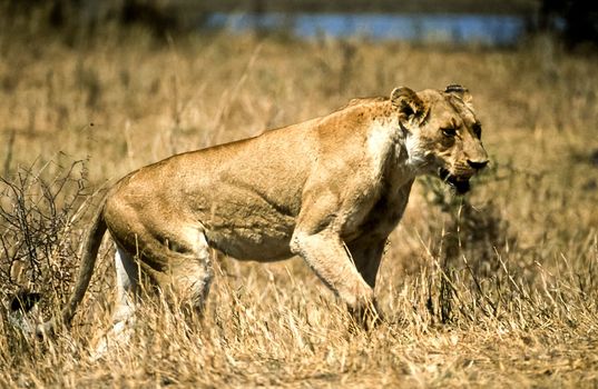 Lion, (Panthera leo), Kruger National Park, Mpumalanga, South Africa, Africa