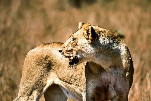 Lion, (Panthera leo), Kruger National Park, Mpumalanga, South Africa, Africa