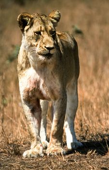 Lion, (Panthera leo), Kruger National Park, Mpumalanga, South Africa, Africa