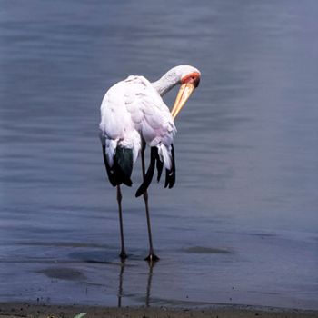 Yellowbilled Stork (Mycteria ibis, Selous Game Reserve, Morogoro, Tanzania, Africa