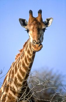 Giraffe, (Giraffa camelopardalis), Kruger National Park, Mpumalanga, South Africa, Africa