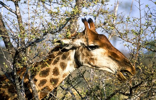 Giraffe, (Giraffa camelopardalis), Kruger National Park, Mpumalanga, South Africa, Africa