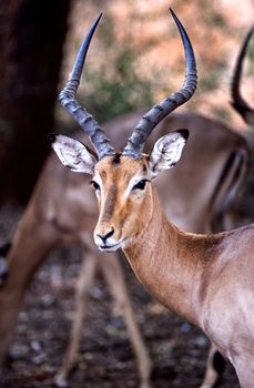Impala, (Aepyceros melampus), Kruger National Park, Mpumalanga, South Africa, Africa