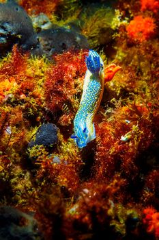 Blue and yellow nudibranch crawls across the seabed covered in green and red algae