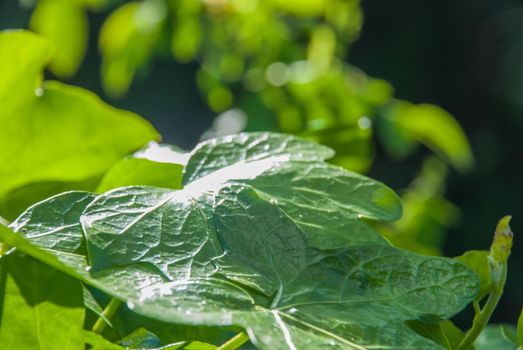 Green leaves that receive sunlight in the morning Suitable for making background images