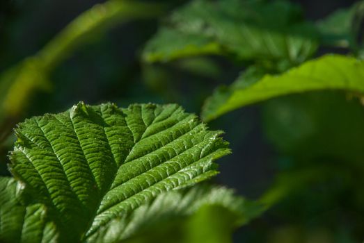 Green leaves that receive sunlight in the morning Suitable for making background images