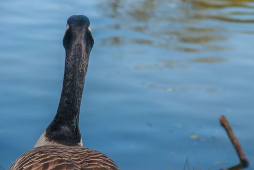 Rear view of Canadian geese standing by the pool.