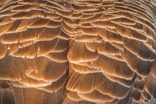 Close-up shots of Canadian goose feathers