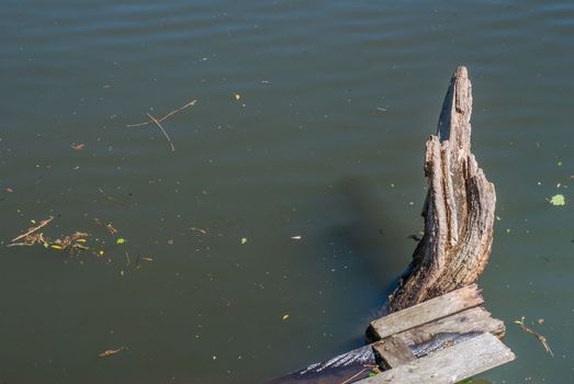 Dry stumps in the canals during the fall
