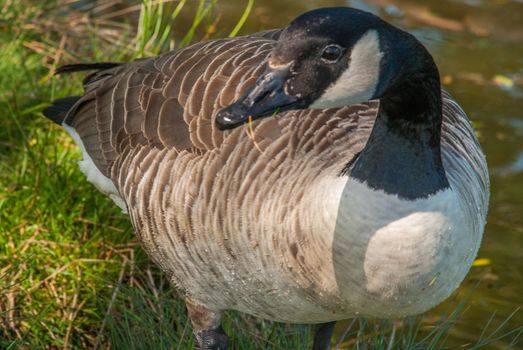 Side view of Canadian geese standing along.