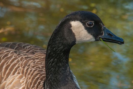 Side view of Canadian geese standing along the canal