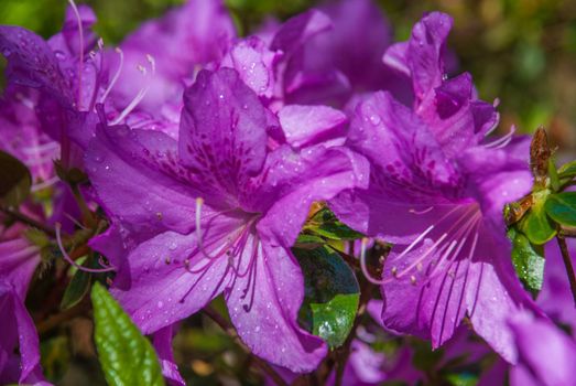 Deep Pink Flower that receive sunlight in the morning Suitable for making background images