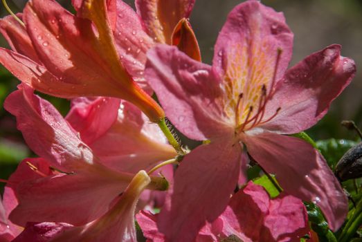 Azalea 'Hinode-giri' flower that receive sunlight in the morning Suitable for making background images