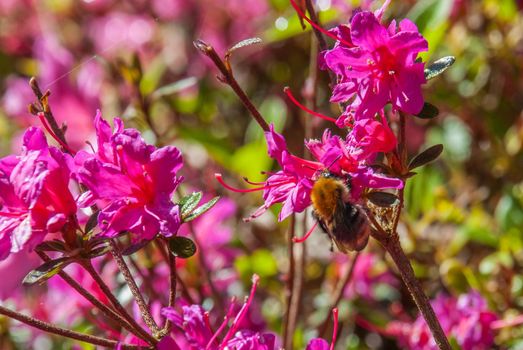 Bee are watching pollen from pink flowers. Suitable for making background images.