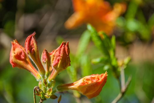 Orange Flower that receive sunlight in the morning Suitable for making background images